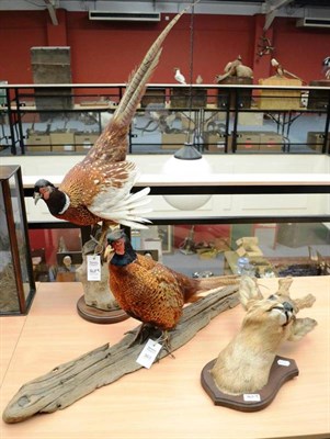 Lot 363 - Cock Pheasant, two full mounts, on stump and driftwood respectively; Roe Deer (Capreolus...