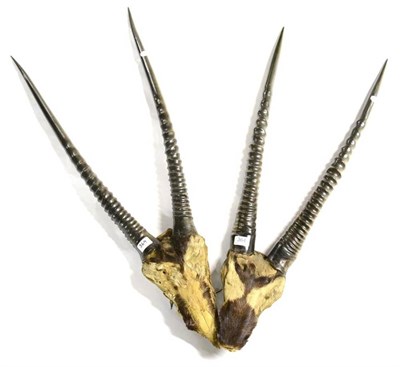 Lot 364 - Oryx (Oryx beisa), circa 1900, horns on frontlets, two sets (with skin), example 1: right horn...