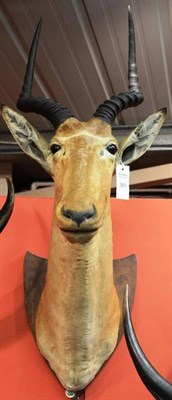 Lot 365 - Hunter's Hartebeest (Damiliscus hunteri), Garissa, Kenya 1941, shoulder mount, right horn 51cm,...