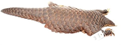 Lot 370 - Ground Pangolin (Manis temminckii), circa 1900, carapace on tanned leather inner skin, 85cm...