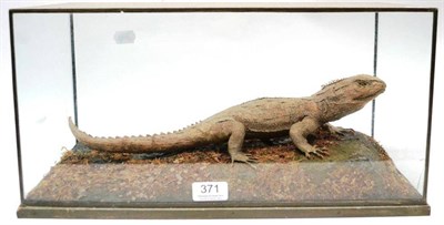 Lot 371 - Tuatara Lizard (Sphenodon punctatus), New Zealand, early 20th century, by Rowland Ward, on a...