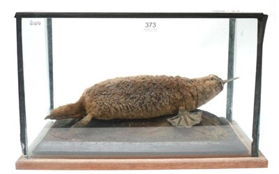 Lot 373 - Duck-Billed Platypus (Ornithorhynchus anatinus), Australia 1952, full mount, upon its belly...