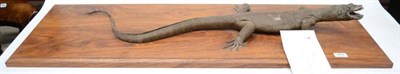 Lot 374 - Medium Sized Lizard, circa 1930, by J R Ivy, Taxidermist, Pretoria, upon a hardwood plinth with...