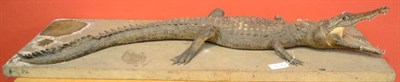 Lot 377 - Crocodile (Crocodylus niloticus), circa 1930, by J R Ivy Ltd, High Art Taxidermists, Pretoria,...