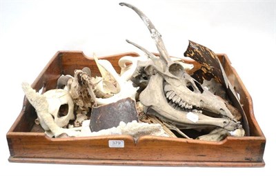 Lot 379 - A Miscellaneous Collection of Red Deer and Sambar Antlers on Upper Skulls/ Frontlets; A...