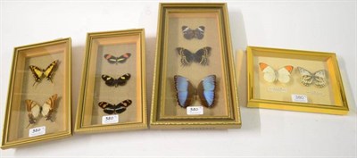 Lot 380 - Four Modern Glazed Wall Cases, containing ten specimens of tropical butterflies, originally...