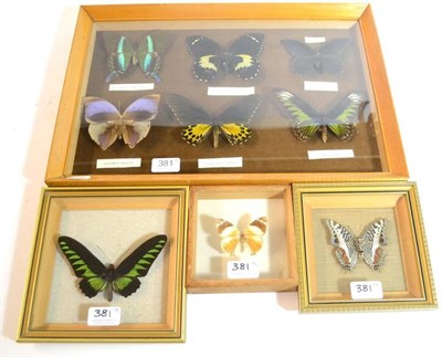 Lot 381 - Four Modern Glazed Wall Cases, containing nine specimens of tropical butterflies, including two...