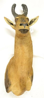 Lot 383 - Red Hartebeest (Alcelaphus buselaphus), modern, shoulder mount, 69cm from the wall