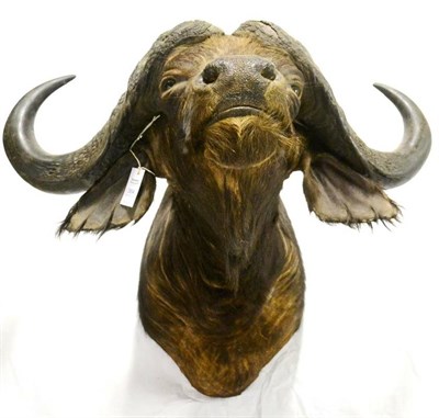 Lot 384 - Cape Buffalo (Synceros caffer caffer), 20th century, shoulder mount, 105cm from the wall