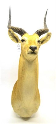 Lot 386 - Red Lechwe (Kobus leche), 20th century, shoulder mount, 53cm from the wall