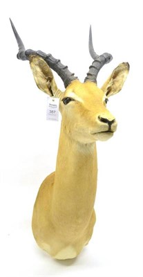 Lot 387 - Impala (Aepyceros melampus), 20th century, shoulder mount, 52cm from the wall