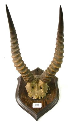 Lot 388 - Blesbok (Damaliscus pygargus phillipsi), Rowland Ward, circa 1920, horns on frontlet, on...