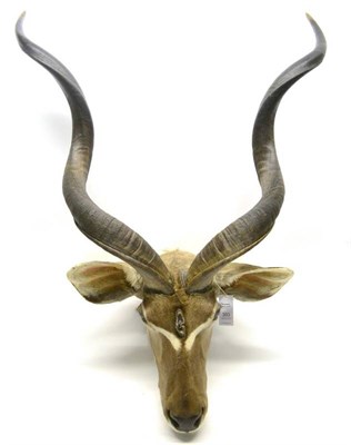 Lot 393 - Greater Kudu (Tragelaphus strepsiceros), modern, head mount, with unusual third horn developing...