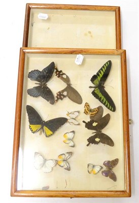 Lot 394 - Twelve Foreign Butterflies, in glazed specimen box (with hook for suspension), 40.5cm by...