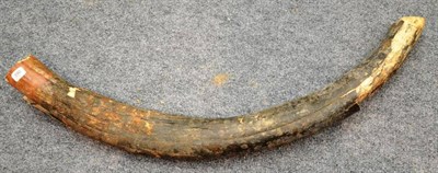 Lot 396 - Mammoth Tusk Section, Rhine Gravel Terraces, Pleistocene, Bad Dürkheim, Rheiner-Pfalz, 128cm long