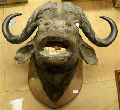 Lot 401 - Cape Buffalo (Synceros caffer caffer), probably Edward Gerrard & Sons, circa 1930, head mount, well