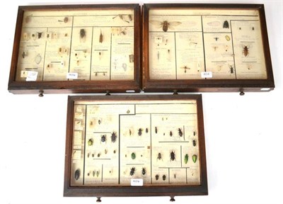 Lot 404 - A Mahogany Glazed Drawer, containing collection of the Order of Coleoptera (beetles) another...