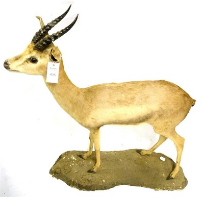 Lot 405 - Thomson's Gazelle (Gazella thomsonii), circa 1930, full mount, standing, facing forward, on...