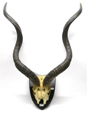 Lot 407 - Kudu (Tragelaphus strepsiceros), early 20th century, horns on part upper skull, right horn 114.5cm