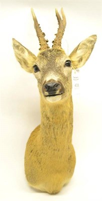 Lot 408 - Roe Deer (Capreolus capreolus), modern, shoulder mount, 6 points, right antler 22cm, left...