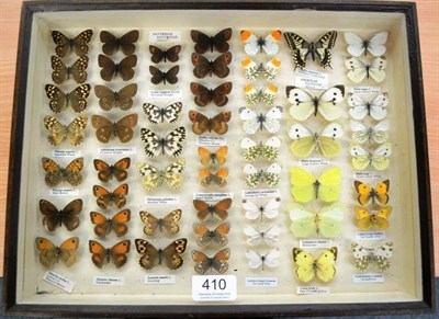 Lot 410 - A Case of British Butterflies, including Satyridae family, and Pieridae, and a single...