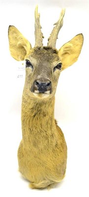 Lot 411 - Roe Deer (Capreolus capreolus), modern, shoulder mount, 6 points, right antler 22.5cm, left...