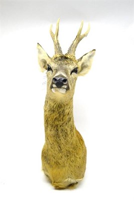 Lot 412 - Roe Deer (Capreolus capreolus), modern, shoulder mount, 6 points, right antler 24.5cm, left...