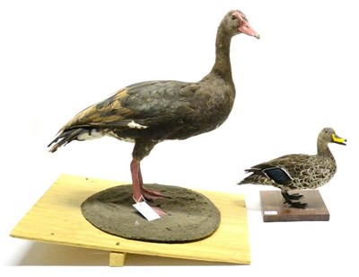 Lot 413 - Spur-Winged Goose (Plectropterus gambensis), modern, full mount, standing on a shaped circular...