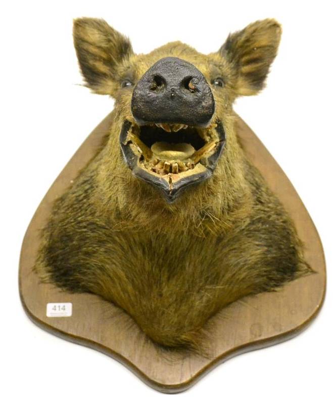 Lot 414 - European Wild Boar (Sus scrofa), circa 1935, head mount, forward facing with jaw agape, on original