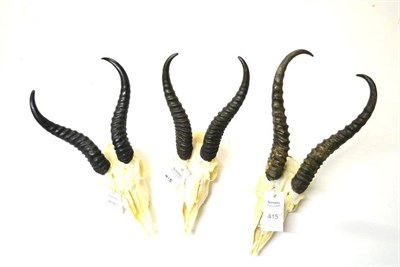 Lot 415 - Springbok (Antidorcas marsupialis), modern, horns on upper skulls (3 examples)