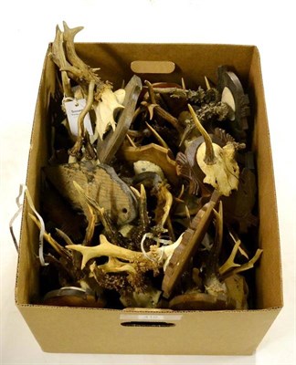 Lot 419 - Roe Deer (Capreolus capreolus), mainly 20th century, antlers on frontlets, on wood shields (qty)