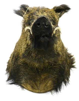 Lot 420 - European Wild Boar (Sus scrofa), late 20th century, shoulder mount, forward facing, jaw closed,...