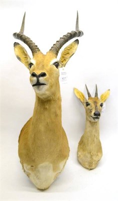 Lot 421 - Impala (Aepyceros melampus), late 20th century, shoulder mount; and Oribi (Ourebia ourebi),...