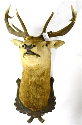 Lot 422 - European Red Deer (Cervus elaphus), 1966, shoulder mount, 10 points, on oak leaf carved wood...