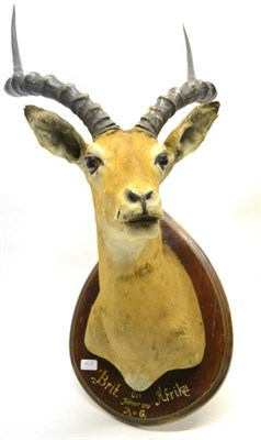 Lot 423 - Impala (Aepyceros malampus), Brit.Ost Afrika, Februar 1909, R v. G, shoulder mount, turning to...