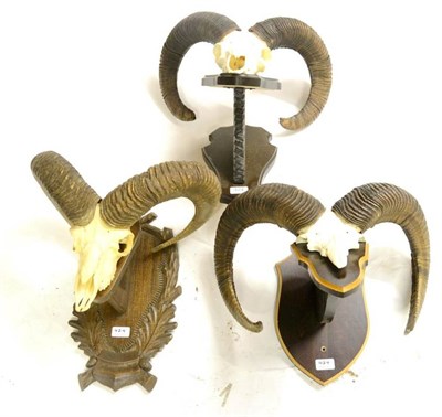 Lot 424 - European Mouflon (Ovis aries), 20th century, horns on cut frontlets and upper skulls, three...