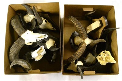 Lot 425 - European Mouflon (Ovis aries), horns on cut frontlets and upper skulls, large and small...