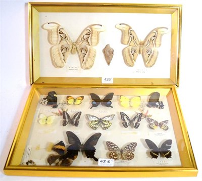 Lot 426 - Two Modern Glazed and Brass Effect Wall Cases, one containing a pair of Giant Atlas moths, the...