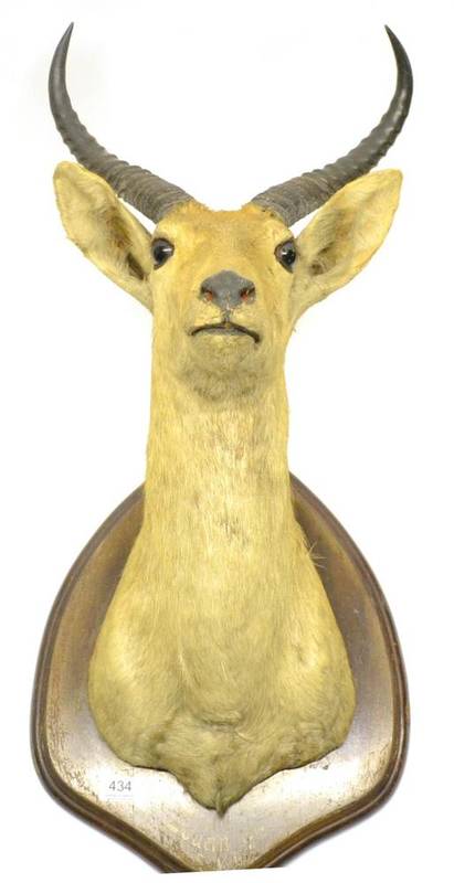 Lot 434 - Reedbuck (Redunca arundinum), Sudan, 1910, F v. G, shoulder mount, forward facing, on original...