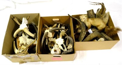 Lot 436 - A Group of Twenty Miscellaneous Horns, Roe Deer slots, Mouflon horns on skull etc, the majority...