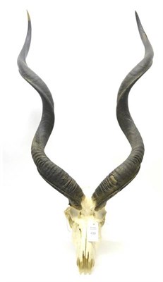 Lot 438 - Greater Kudu (Tragelaphus strepsiceros), horns on upper skull