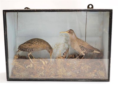 Lot 441 - Water Rail (Rallus aquaticus), circa 1910, pair of full mounts, standing amongst grasses,...