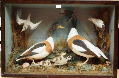 Lot 442 - A Late Victorian Case of Birds, circa 1890, comprising duck and drake Shelduck and two chicks,...