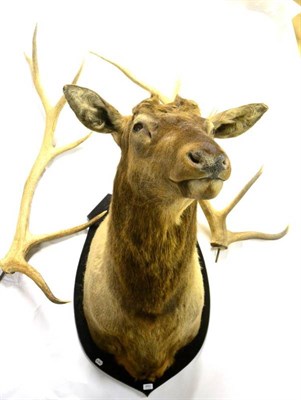 Lot 443 - Elk (Cervus canadensis), New Zealand, shot 2004, shoulder mount, 12 points, right antler 115cm,...