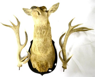 Lot 444 - Wapiti (Cervus canadensis), New Zealand, shot 2004, shoulder mount, 16 points (7+9), turning...