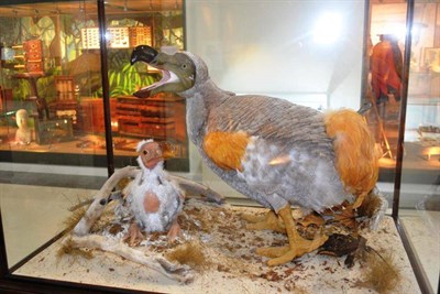 Lot 446 - Dodo and Chick: A Re-creation by Carl Church, adult bird 58cm, chick 29cm, naturalistically set...