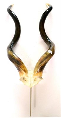 Lot 448 - Lesser Kudu (Tragelaphus imberbis), horns on cut frontlet, 66cm (straight measured), on perspex...