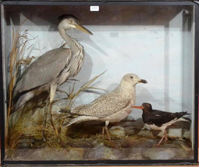 Lot 449 - A Case of Three Taxidermy Birds, by Cecil H Bisshopp, Sportsman's Depot, Oban, circa 1900,...