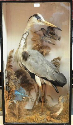 Lot 450 - A Case of Four Taxidermy Birds, circa 1900, comprising Grey Heron, Snipe, Little Grebe and...