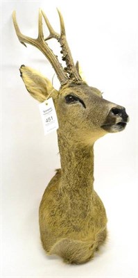 Lot 451 - Roe Deer (Capreolus capreolus), modern, shoulder mount, 6 points, right antler 29.6cm, left...